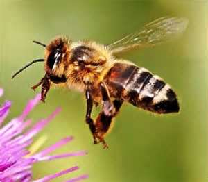 bee