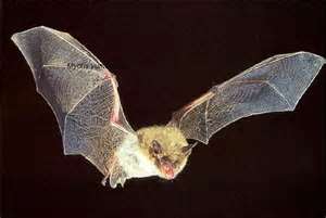 murcielago