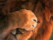 lion_face_palm