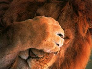 lion_face_palm