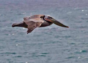 pelicano1