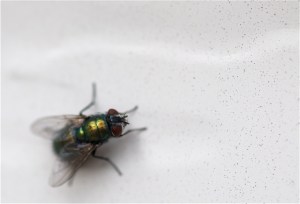 20090927211502__dsc1525