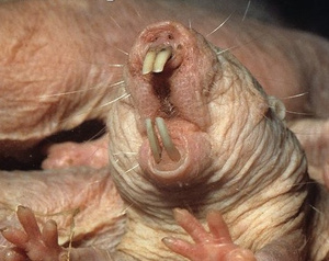 ARKive image GES074671 - Naked mole rat