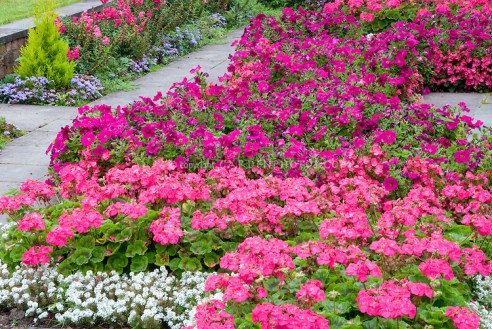 Hot vivid pink colors in the flower garden
