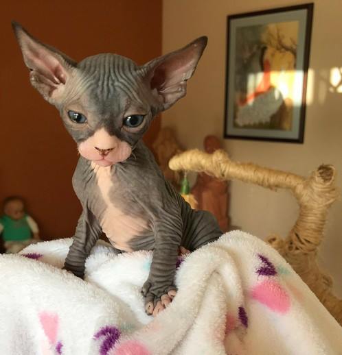 29572855_601777896840512_5595260880439795978_n