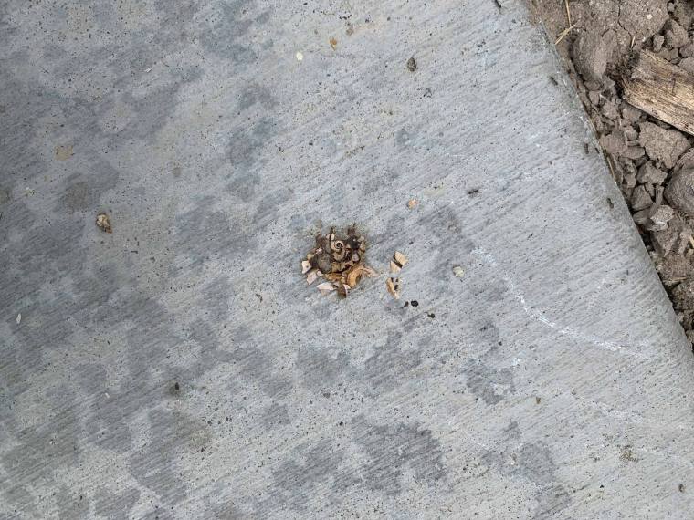 64614765_418141085454344_2570200891982348288_n