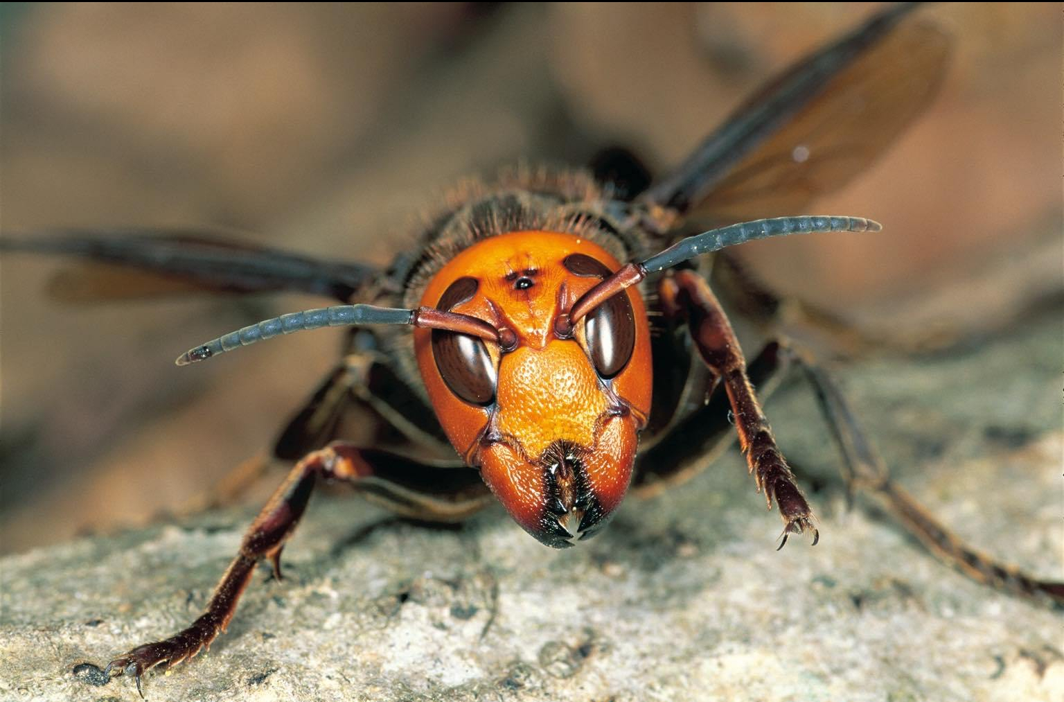 96110154_819940178528510_1343091004227452928_n